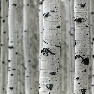 Birch