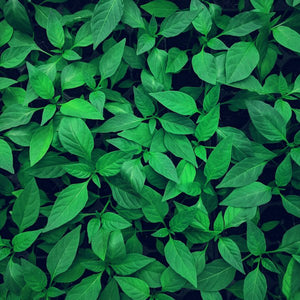 Green Notes