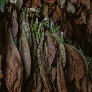 Tobacco
