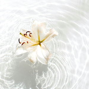Vanilla Orchid