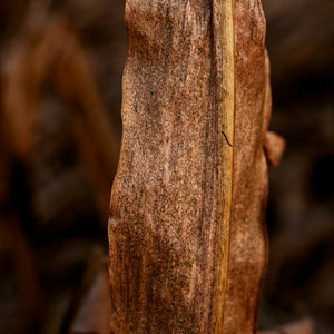 Oud