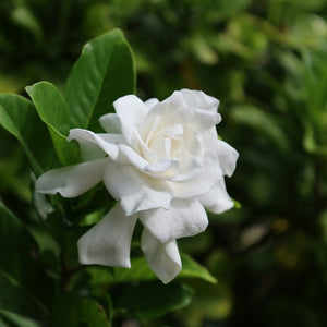 Gardenia