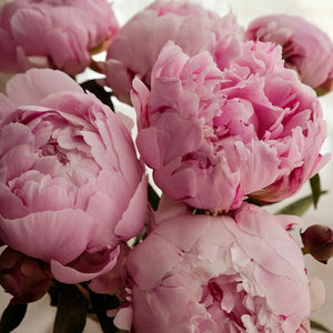 Peony