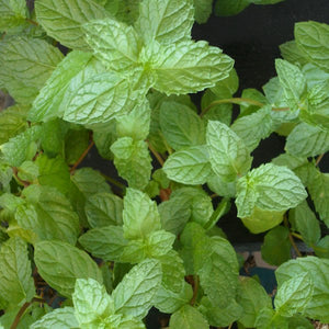 Mint