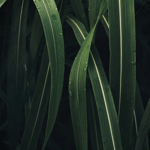 Vetiver