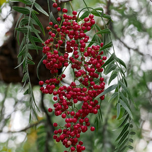 Pink Pepper