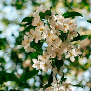 Neroli