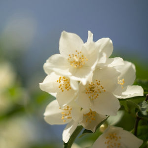 Jasmine